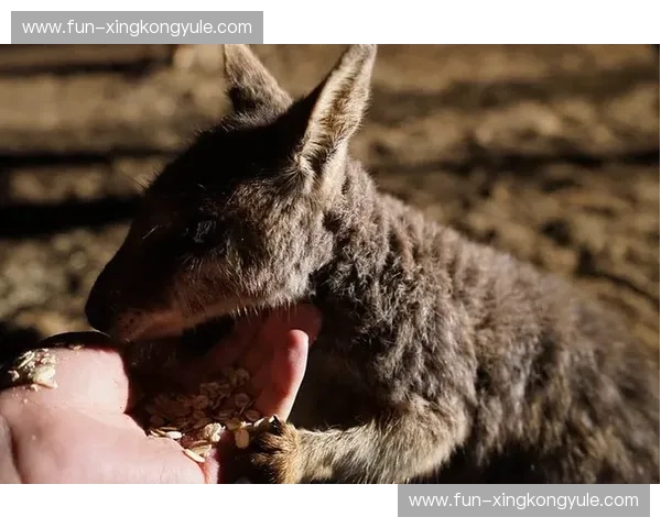 童话森林的诗意与袋鼠军团的狂奔：当丹麦遇见澳大利亚，谁才是真正的绿茵黑马？